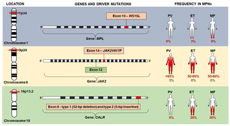 JAK2 Gene Mutation: Causes, Myeloproliferative .